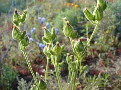 silene multinervia